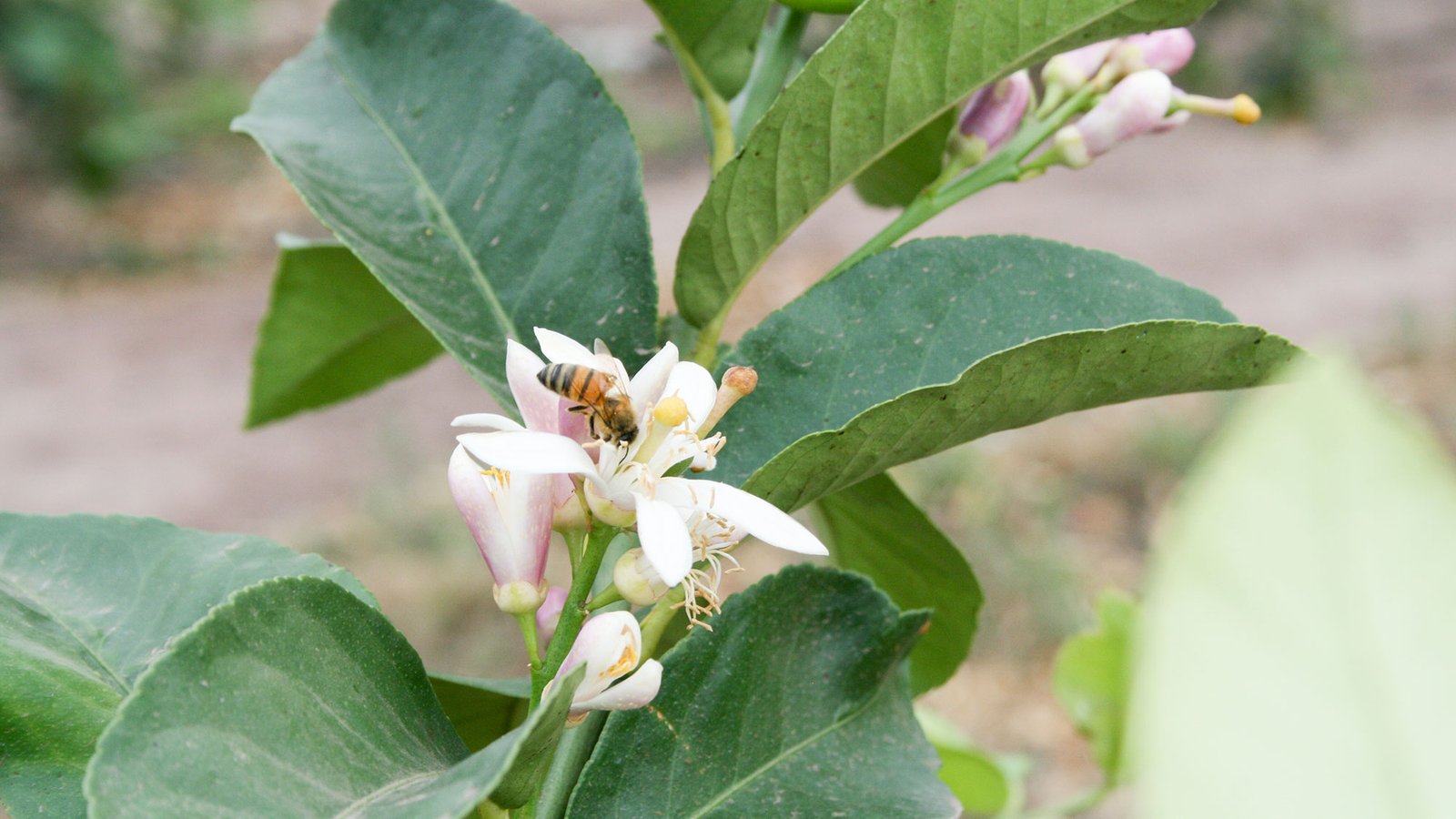 Salvar a las Abejas