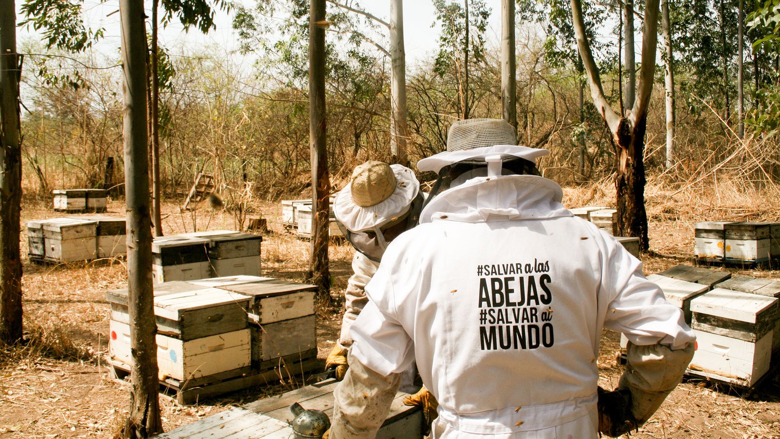 Salvar a las Abejas