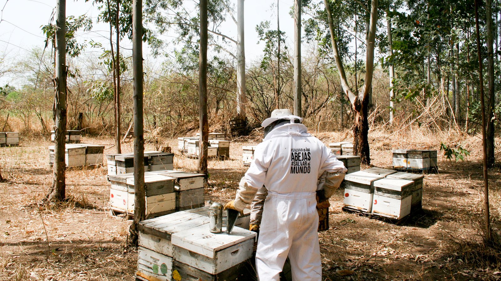 Salvar a las Abejas